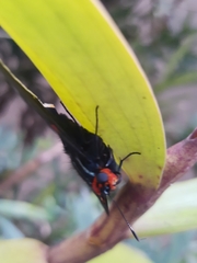 Phocides polybius phanias