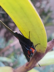 Phocides polybius phanias