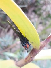 Phocides polybius phanias