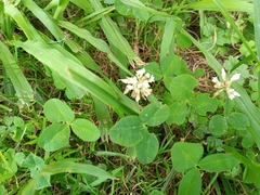 Trifolium repens