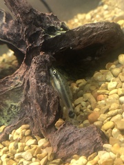 Otocinclus