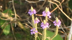 Verbena hastata