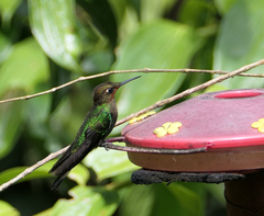 Heliodoxa leadbeateri