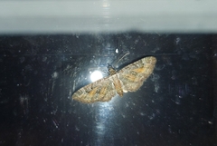 Eupithecia icterata