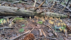 Clavariadelphus sachalinensis