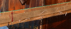 Lepidopus caudatus