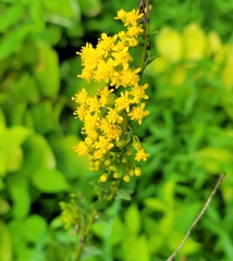 Solidago shortii