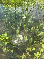 Sagittaria rigida