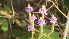 Verbena hastata