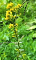Solidago shortii