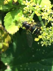 Dasysyrphus tricinctus