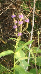 Verbena hastata