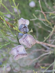 Tetraclinis articulata