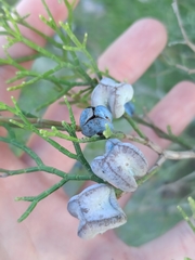 Tetraclinis articulata