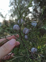 Tetraclinis articulata