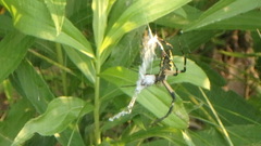 Argiope aurantia