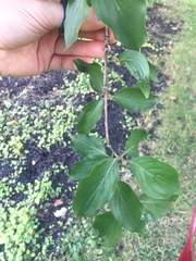 Cornus