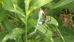 Argiope aurantia