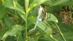 Argiope aurantia