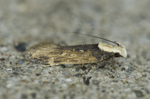 Gelechiidae