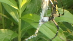 Argiope aurantia