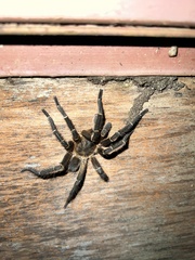 Spinosatibiapalpus trinitatis