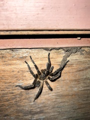 Spinosatibiapalpus trinitatis