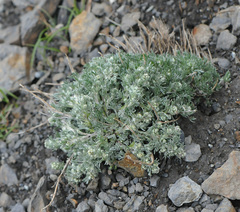 Artemisia genipi