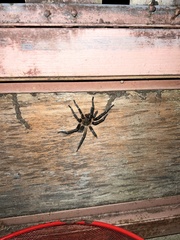 Spinosatibiapalpus trinitatis