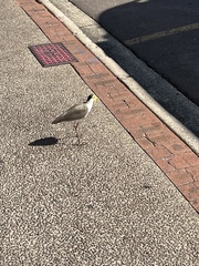 Vanellus miles miles