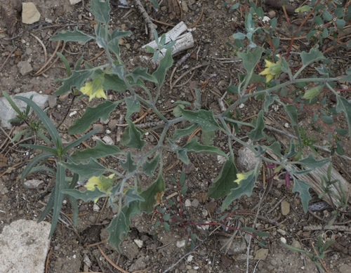 Image of Physalis fendleri by (c) bmasinton, some rights reserved (CC BY-SA)