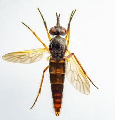 Chromolepida bella