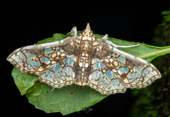 Megastes praxiteles