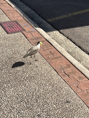 Vanellus miles miles