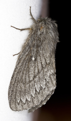 Gloveria arizonensis