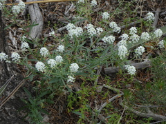Lepidium thurberi