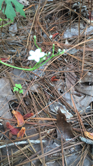 Cnidoscolus stimulosus