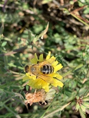 Dasypoda hirtipes