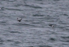 Cepphus grylle arcticus
