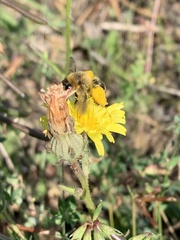 Dasypoda hirtipes