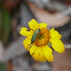 Acmaeodera resplendens