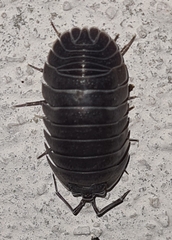 Armadillidium pallasii