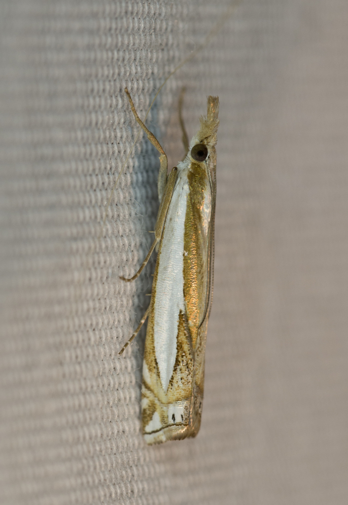 Crambus cyrilellus