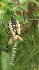 Argiope aurantia