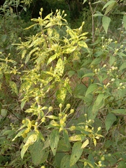 Blainvillea gayana
