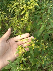 Blainvillea gayana
