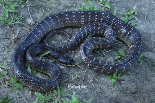 Photo of a Wall's Sind Krait (Bungarus walli)