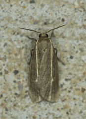 Hypoprepia inculta