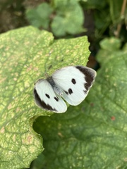 Pieris brassicae