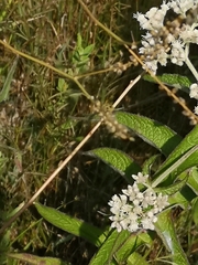 Diabrotica undecimpunctata